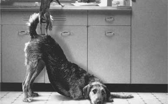 Teamwork Lessons From The Animal Kingdom